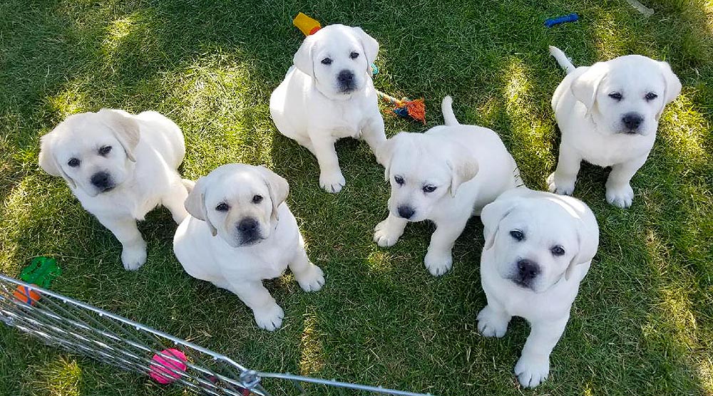 Bella’s Newborn Puppies